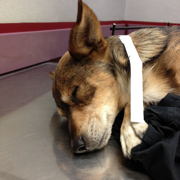 Photos at Animal Emergency Clinic Pet Service in Grand Terrace