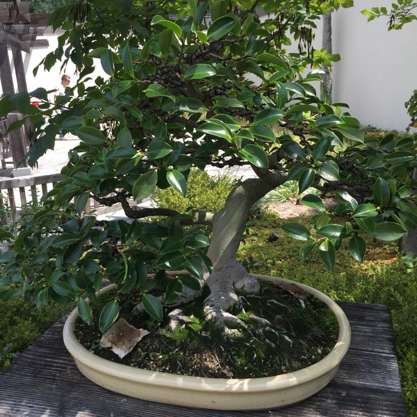 National Bonsai and Penjing Museum бонсай на Камне