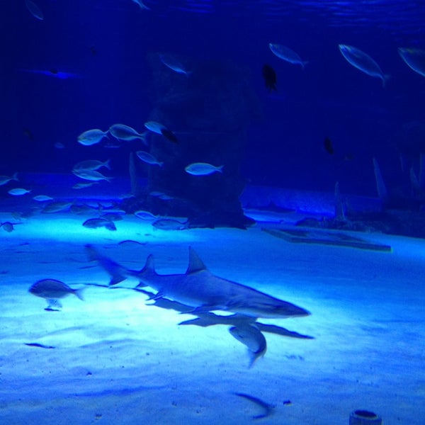12/28/2012에 Umut Y.님이 Antalya Aquarium에서 찍은 사진