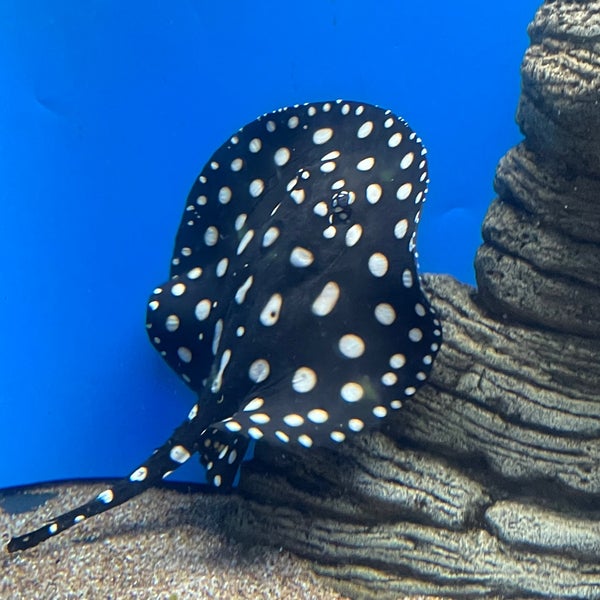 Photo taken at Waikiki Aquarium by Smith G. on 5/18/2022