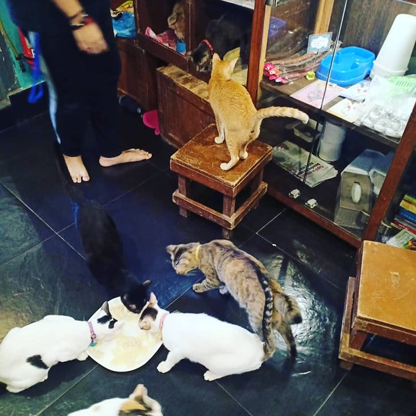 Angry kitty - Picture of Cat Cafe Studio, Mumbai - Tripadvisor