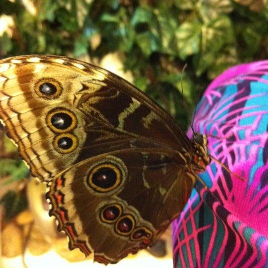 11/8/2012にKorzhichekがМузей живых бабочек «Тропический рай»で撮った写真