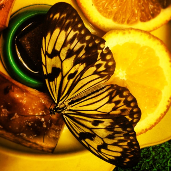 4/15/2013にElizabeth T.がМузей живых бабочек «Тропический рай»で撮った写真