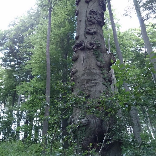 Gemischtrassiger Taetowierte Wald Oral