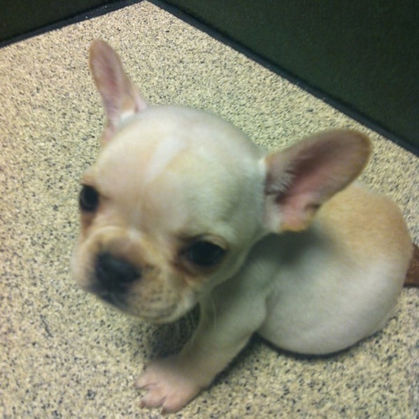 Photo taken at Petland Overland Park by Aimee F. on 3/1/2013