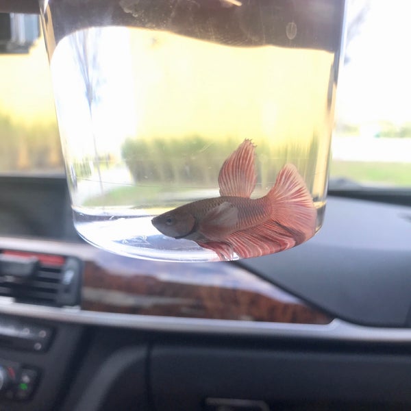 PetSmart Pet Store in Kissimmee