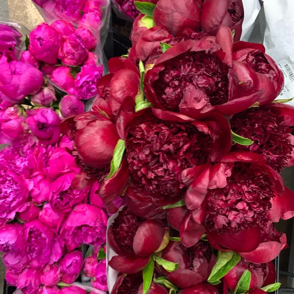 Dutch Flower Line Chelsea 2 tips