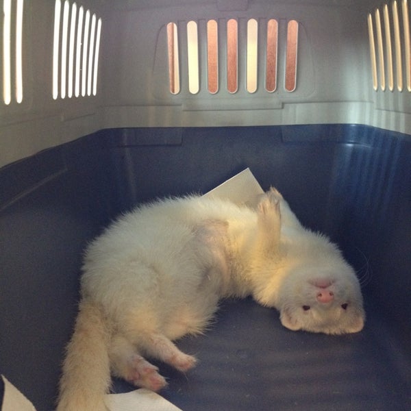 island exotic veterinary care