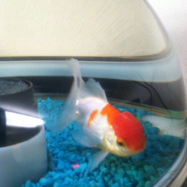 Pet Pourri Rockaway, NJ