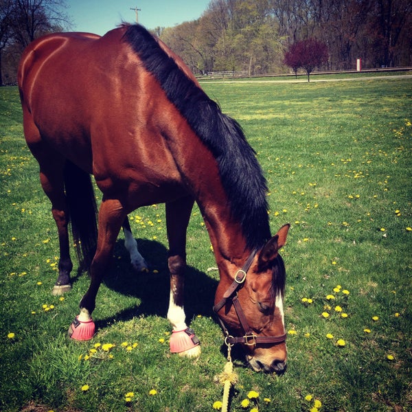 North Jersey Equestrian Center 4 tips from 54 visitors