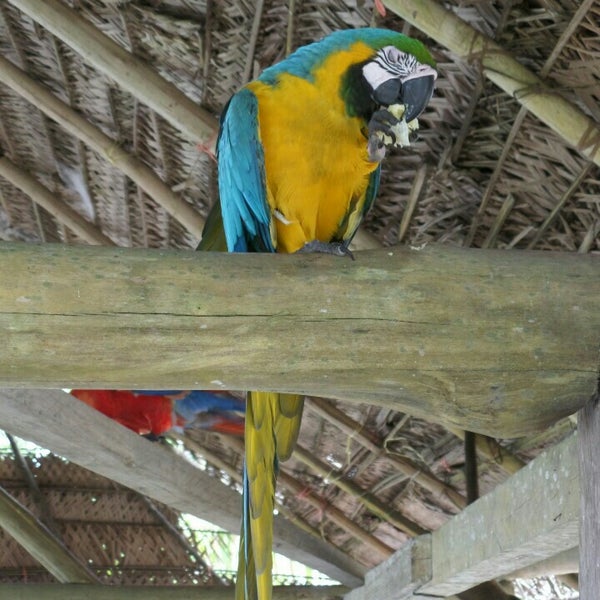 Puerto Alegría, Perú