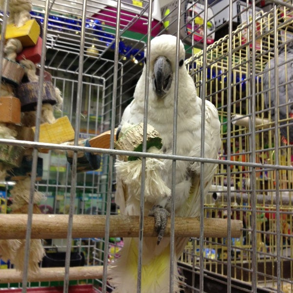 Купить Говорящего Попугая В Спб Недорого