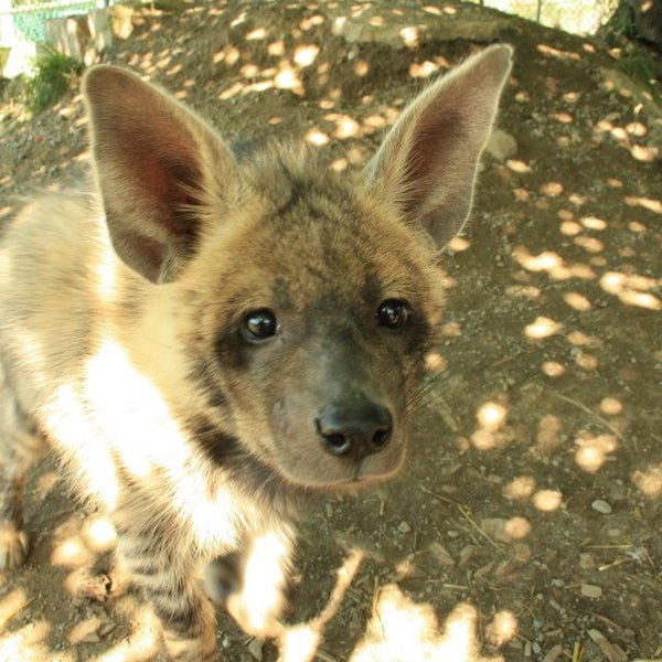 Jungle Cat World Wildlife Park 3667 Concession Road 6