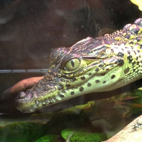 Reptile Discovery Center Zoo Exhibit in National Zoological Park