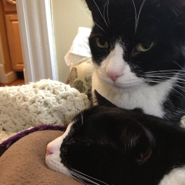 Purrs N Paws Pet Emporium 547 Valley Road Montclair New Jersey