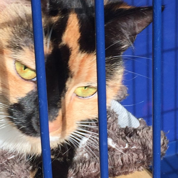 Dierenasiel Antwerpen Animal Shelter in Antwerpen