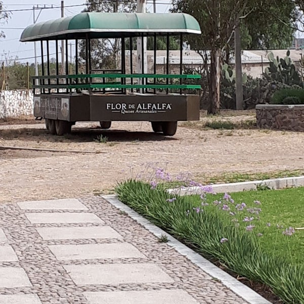 Photos at Flor de alfalfa - Colón, Querétaro de Arteaga Photos at Flor de alfalfa - Colón, Querétaro de Arteaga
