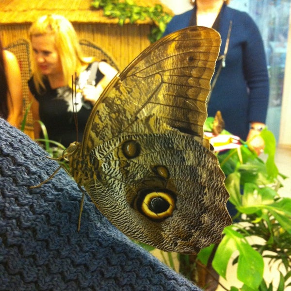 Снимок сделан в Музей живых бабочек «Тропический рай» пользователем Leonid Sovetov 1/12/2013