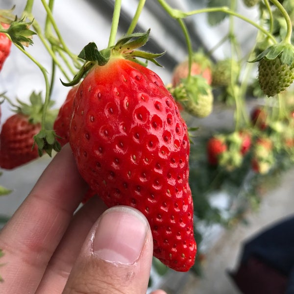 Photos At 澤田農園 金山町2 145