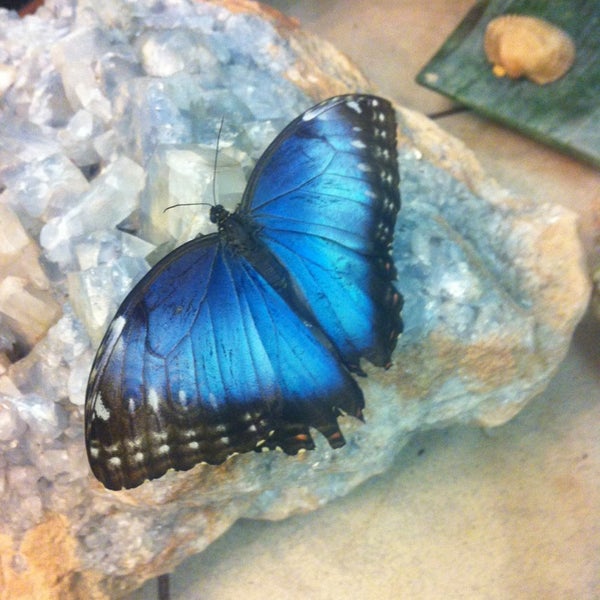 Снимок сделан в Музей живых бабочек «Тропический рай» пользователем Оля🐝 4/14/2013