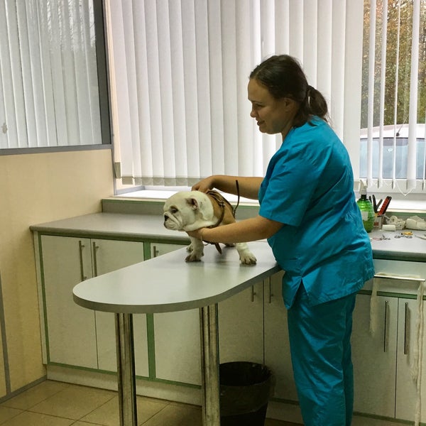 Вет юг отзывы. Ресепшн ветеринарной клиники. Вет юг отзывы. Sopiko_a. Вет юг отзывы.