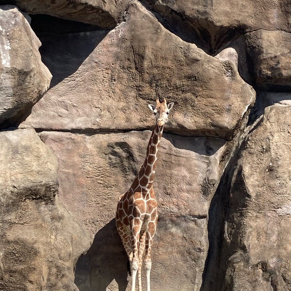 Photo taken at Philadelphia Zoo by Vinayak M. on 3/18/2023