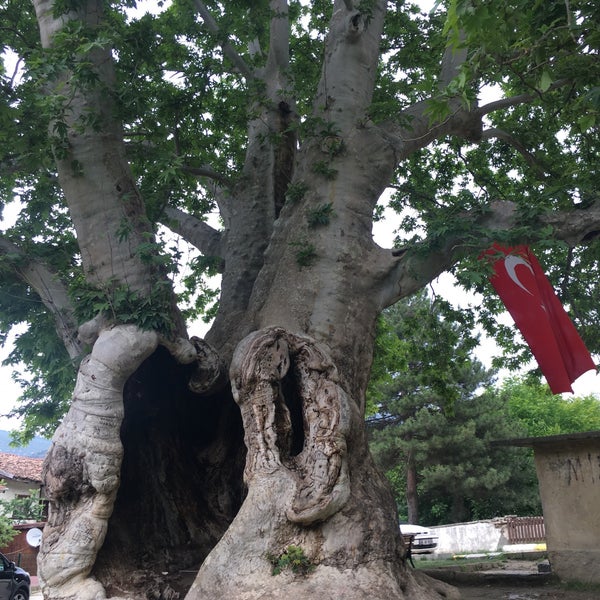 7 Asırlık Çınar Ağacı Taraklı, Sakarya