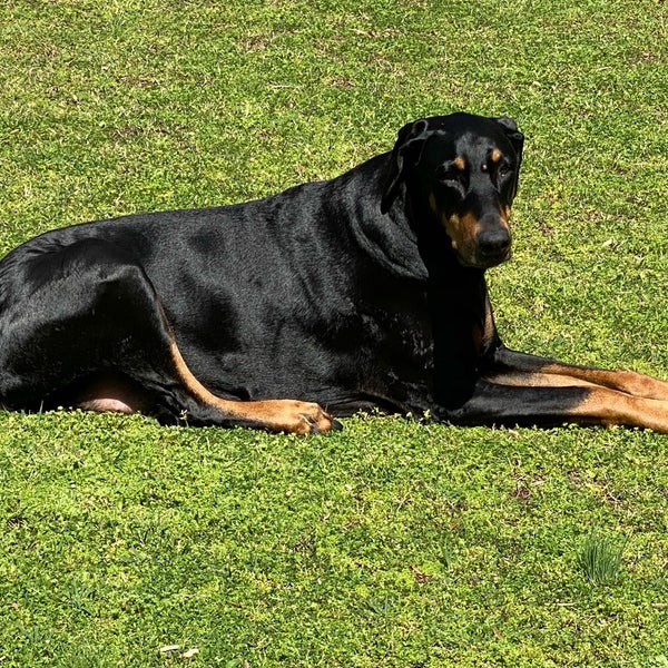 Tidewater Veterinary 22 visitors