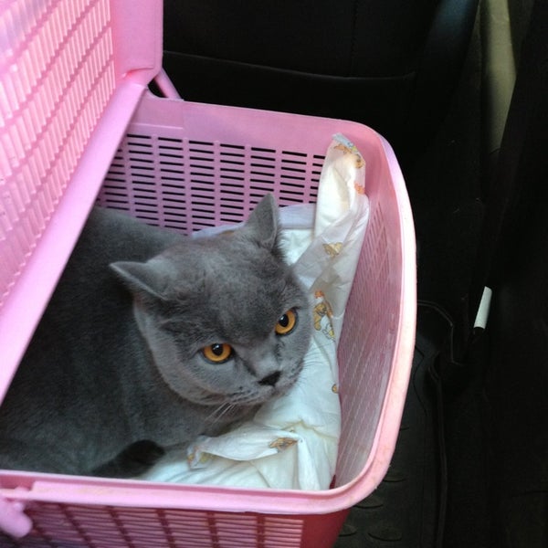 ветклиника идеал мытищи