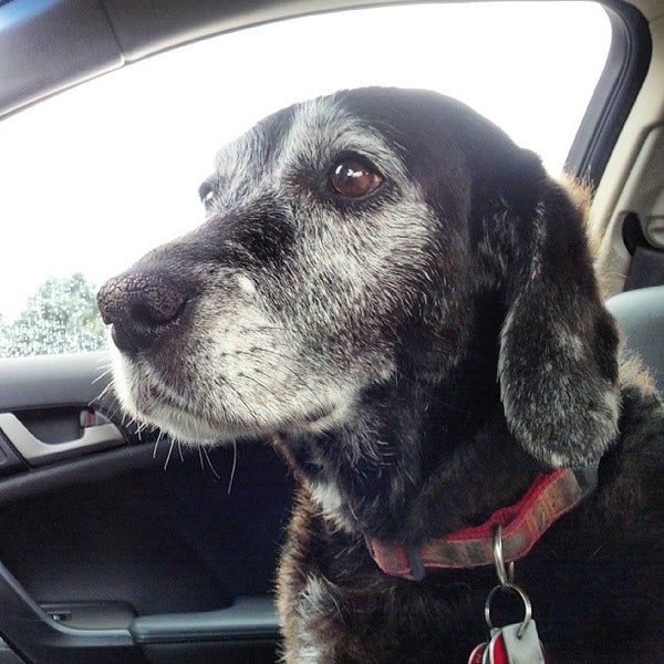 Lucky Dog Daycare Sun Prairie, WI