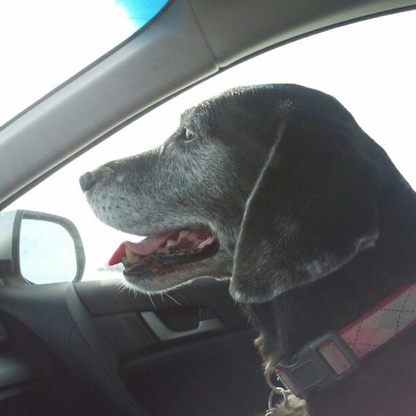 treasured pets resort and spa