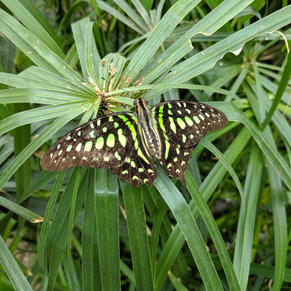 Photo taken at Butterfly Pavilion by Nathan G. on 5/27/2019