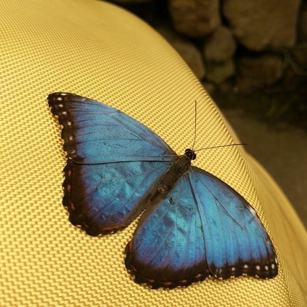 5/27/2019 tarihinde Nathan G.ziyaretçi tarafından Butterfly Pavilion'de çekilen fotoğraf
