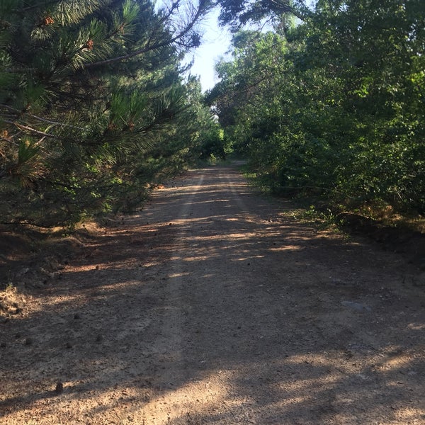 Hacettepe Universitesi Beytepe Ormani Tree