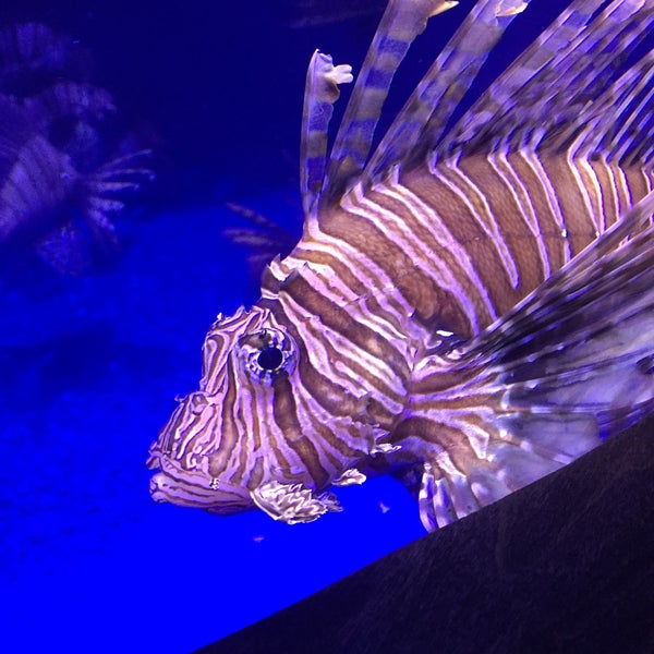 3/14/2017にMadsterがOklahoma Aquariumで撮った写真