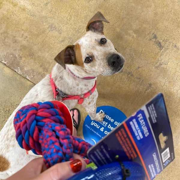 PetSmart Pet Supplies Store