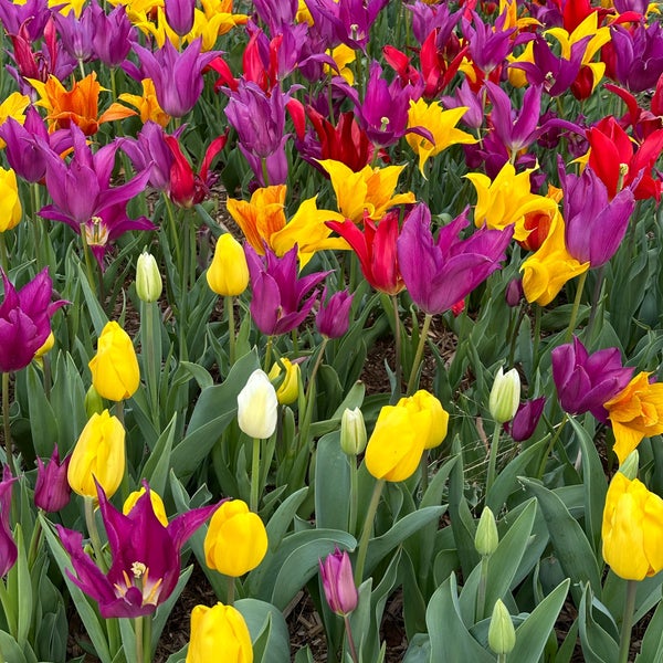 3/26/2024 tarihinde Madsterziyaretçi tarafından Myriad Botanical Gardens'de çekilen fotoğraf