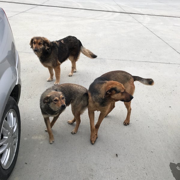 Photos At Somaco Dumbrăvița Timiș