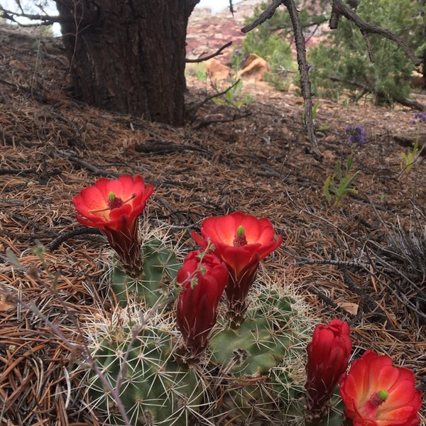 Photo taken at Capitol Reef National Park by Noah S. on 5/27/2019