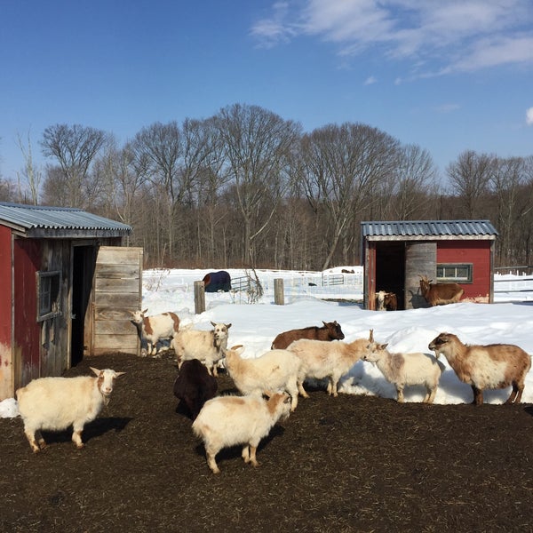 Lil Folk Farm 64 Visitors