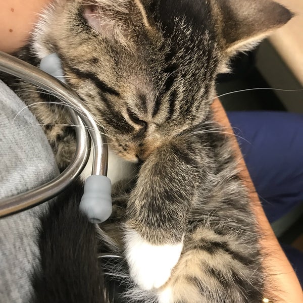 Animal Specialty Center Northwest Yonkers 8 tips