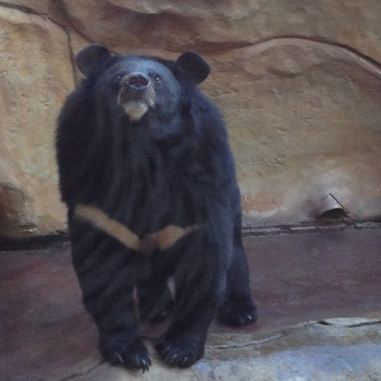12/7/2012 tarihinde Savannah C.ziyaretçi tarafından Three Bears General Store'de çekilen fotoğraf