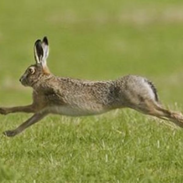 Зайцы бегали в лесу. Заяц Русак бег. Заяц Русак в прыжке. Заяц Русак скорость. Заяц бежит.