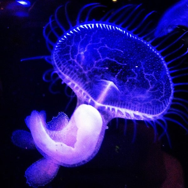 2/12/2013にLuxury M.がSanta Monica Pier Aquariumで撮った写真