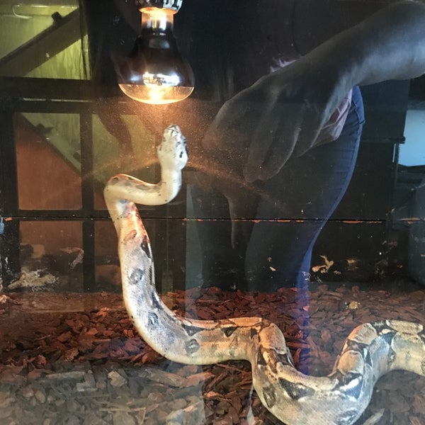 Hoffmans Reptiles Downtown Concord 2359 Concord Blvd
