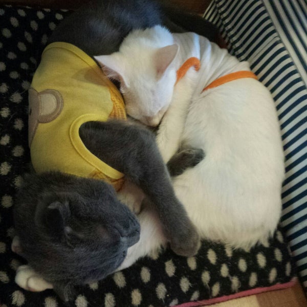 Photo taken at Catmosphere Cat Café by Getting S. on 12/2/2014