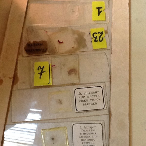 Спбгпму кафедра гистологии. Кафедра гистологии спбгпму. Кафедра гистологии сибгму. Спбгпму кафедра гистологии. Кнорре гистология.