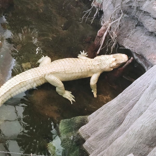 Photo taken at Claude the Albino Alligator by Jeannette S. on 7/26/2018