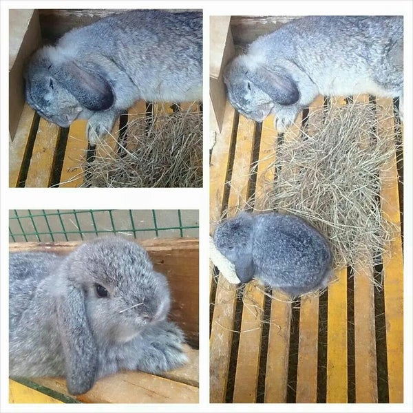 à¸Ÿà¸²à¸£ à¸¡à¸à¸£à¸°à¸• à¸²à¸¢à¸®à¸­à¸¥à¹à¸¥à¸™à¸