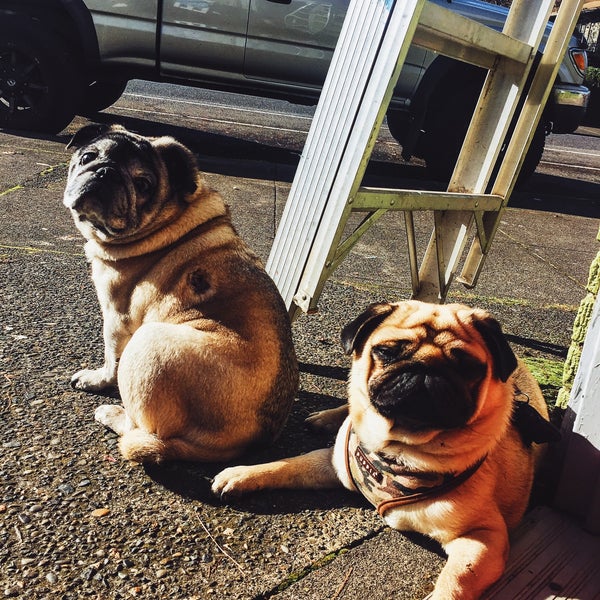 Say hi to the pugs!
